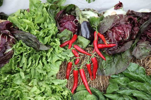 从田间到餐桌 大葱种植与上市全链条分析